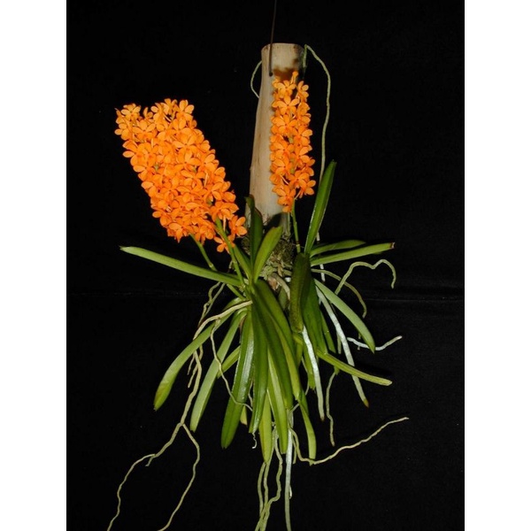 anggrek vanda mini /ascosentrum mini