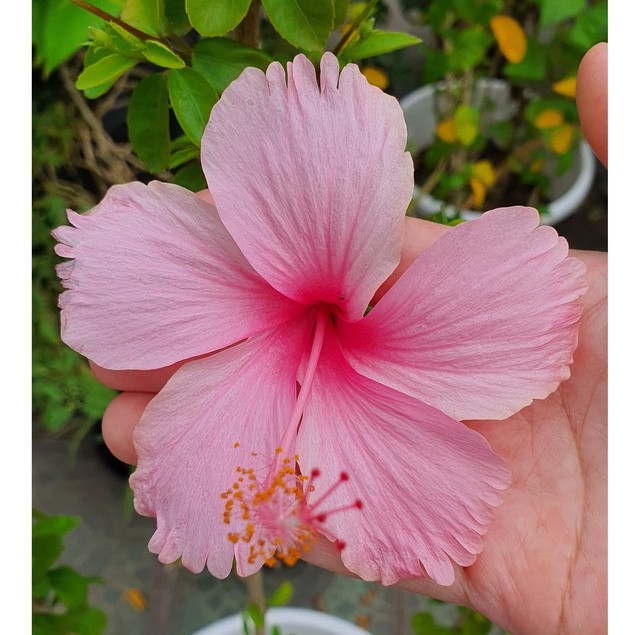 Bibit Kembang Sepatu Hibiscus Pink