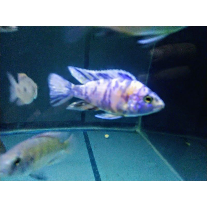 Aulonocara OB peacock cichlid Afrika