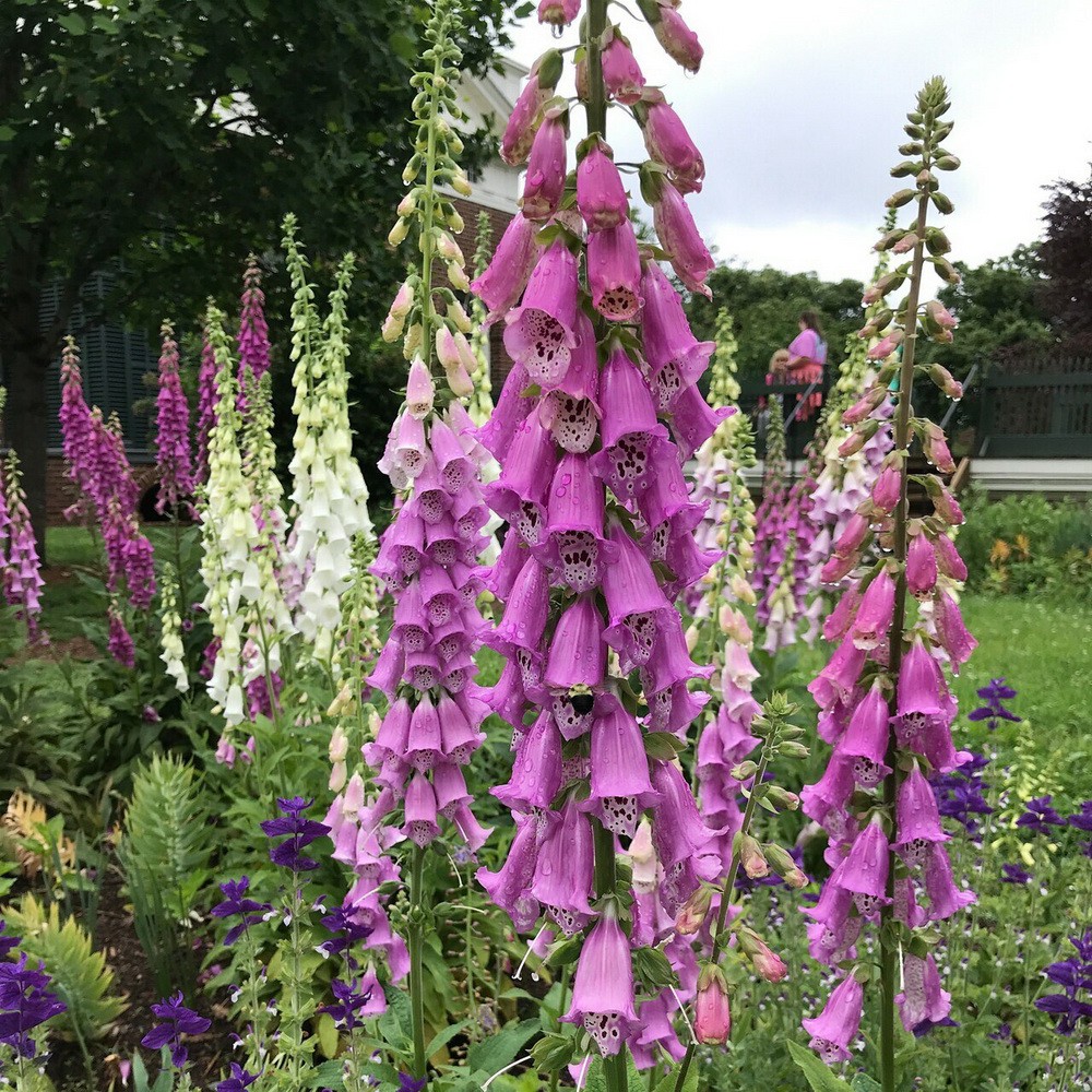 PlantaSeed - 200 Seeds - Foxglove Mixed Color Biji Bunga - PAS0220