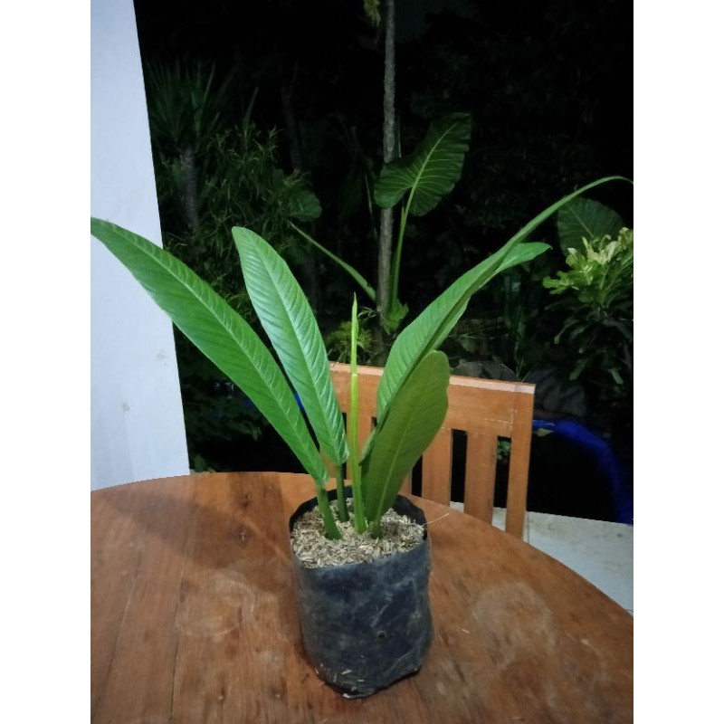 tanaman hias Anthurium Rinet