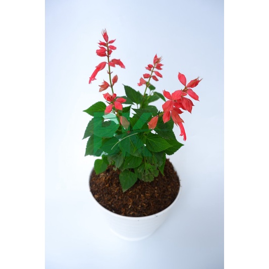 Salvia Berbunga - Tanaman Hias Bunga Salvia Berbunga ( Sedia 4 Warna) - taman