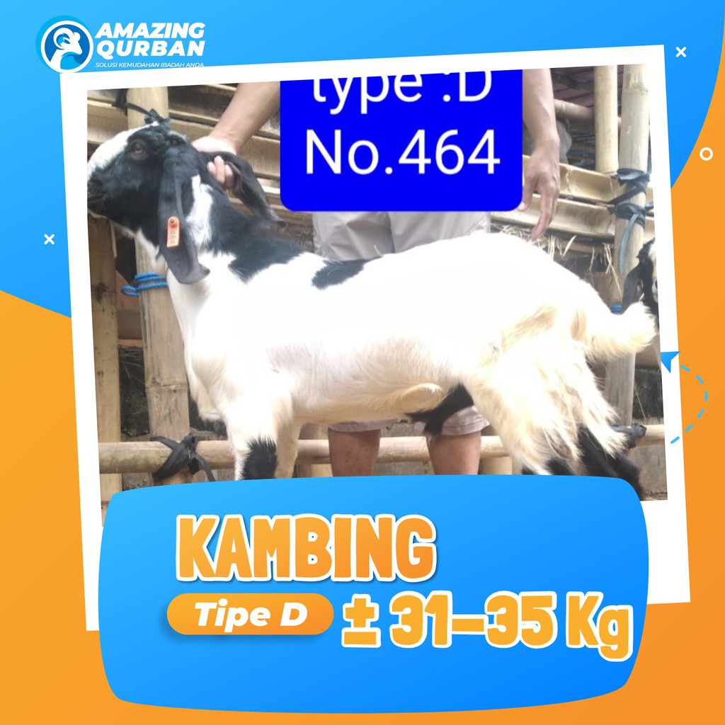Jual Hewan Aqiqah & Qurban Super/jual Kambing Qurban Bobot 31 - 35 Kg PREMIUM