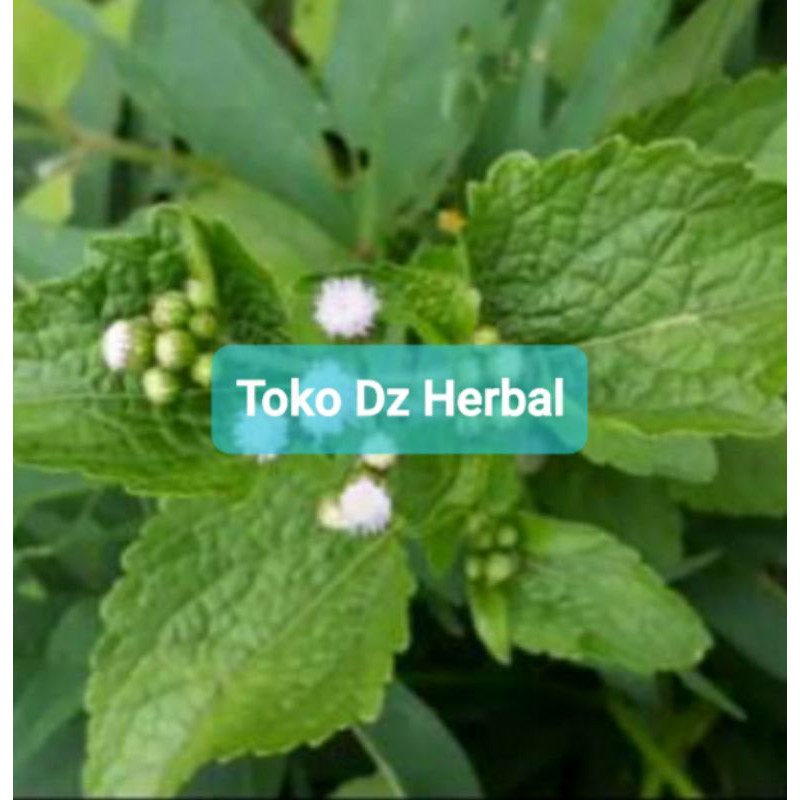 

Daun bandotan segar 1 kg petik langsung-az