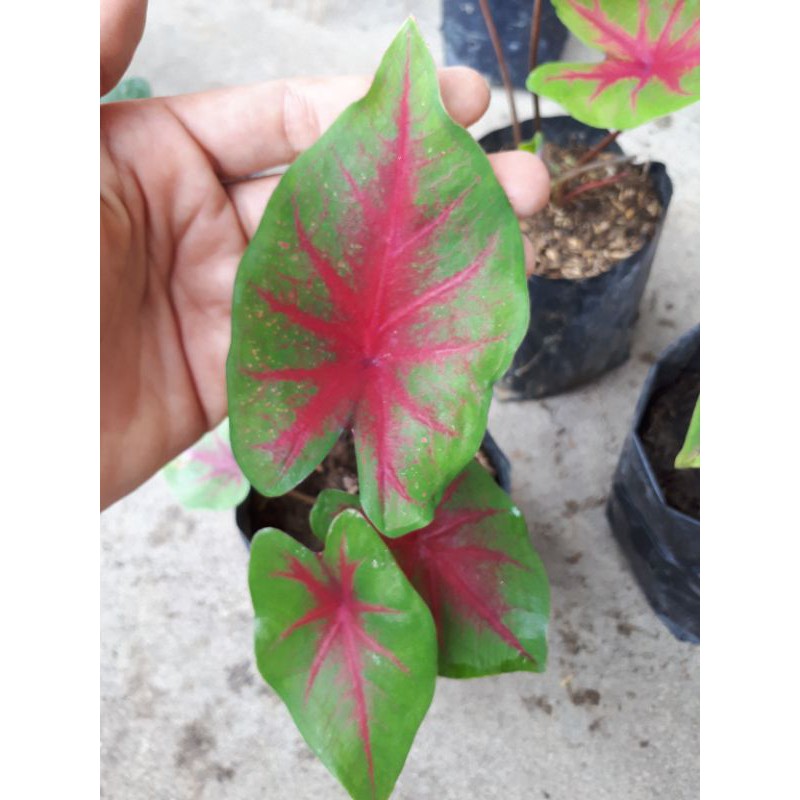 caladium spider red / caladium red / tanaman hias caladium