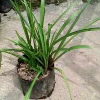 tamaman hias sedap malam bibit bunga sedap malam Shopee tamaman hias sedap malam bibit bunga sedap malam Shopee