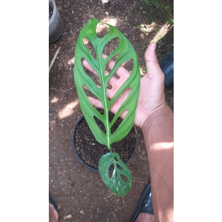 monstera esqueleto