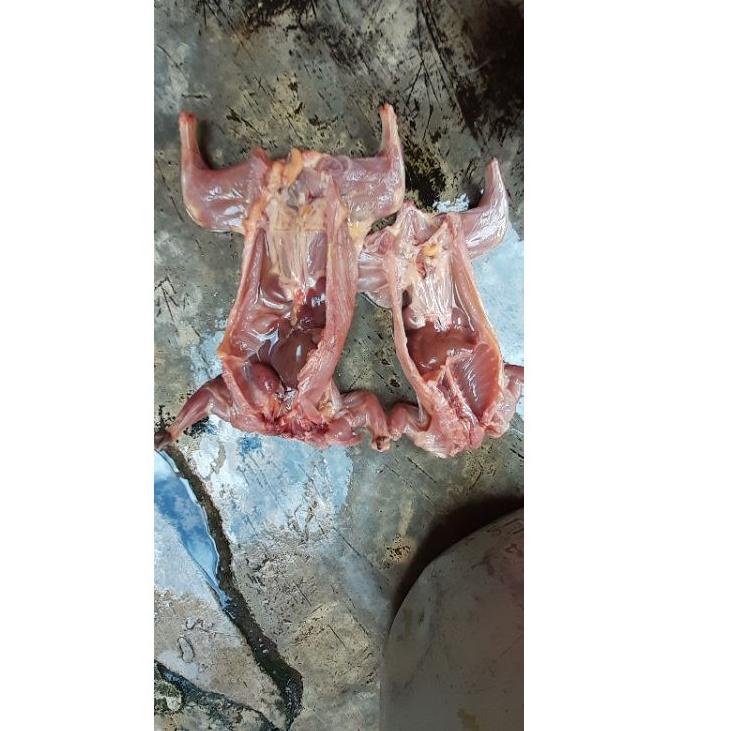 

TK757 DAGING TUPAI UNGKEUP SIAP GORENG PER 1 EKOR - DAGING BAJING KELAPA - DAGING TUPAI KELAPA SIAP GORENG 2020 Shopee