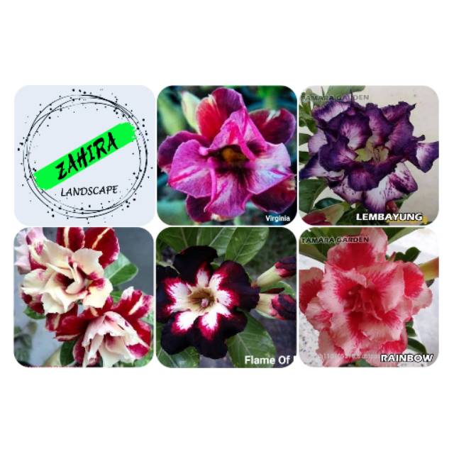 Paket (H1) 5 Bibit Kamboja Adenium Bunga Tumpuk - Tanaman Hias