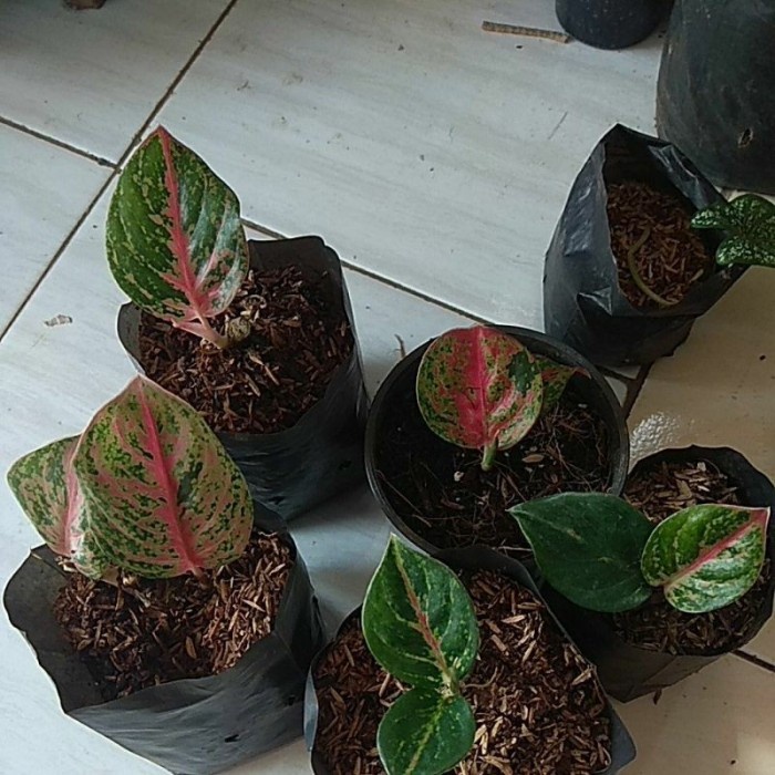 Tanaman hias bibit aglonema red Stardust anakan