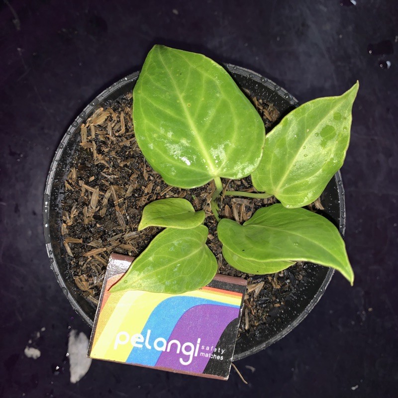 Anthurium veitchii / anturium veitchii