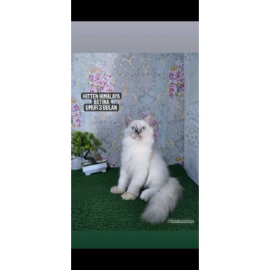 kucing kitten himalaya jantan