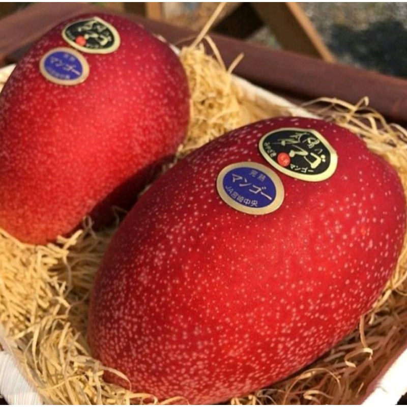 Bibit Mangga Miyazaki