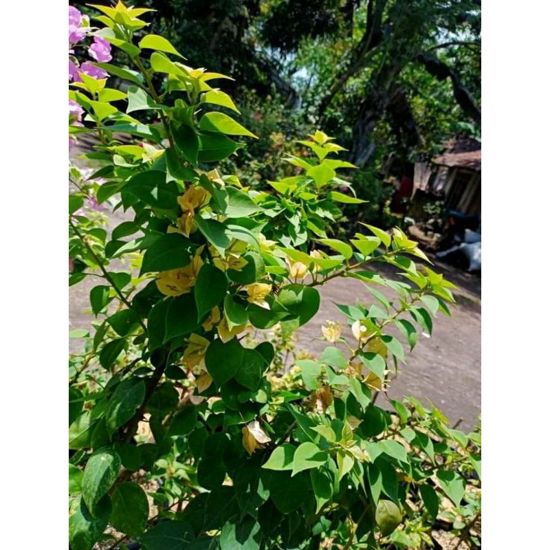 Bougenville Singapur sambung Varigata