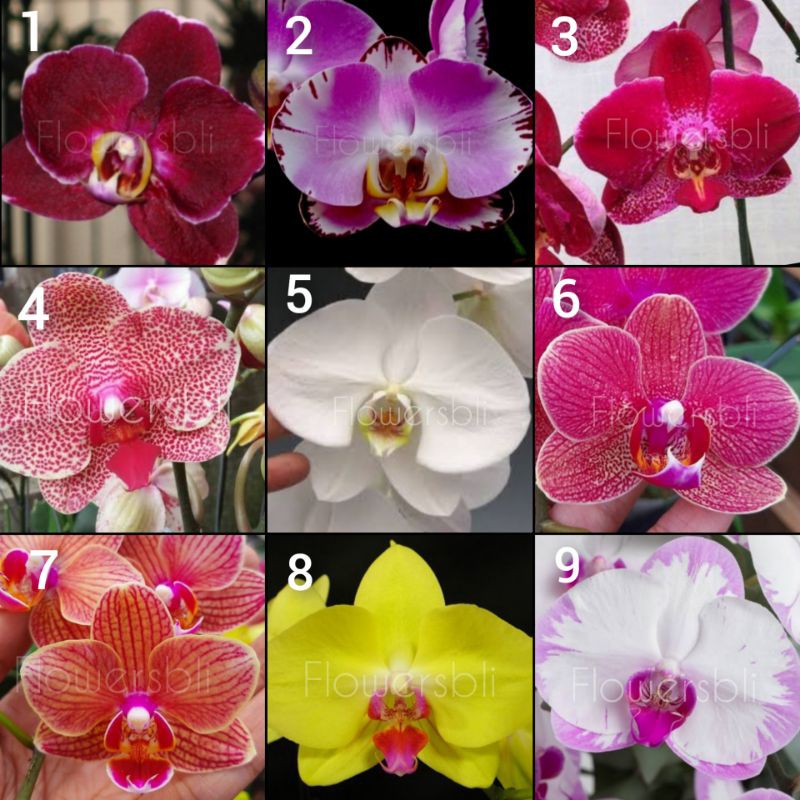 PAKET 10 POT SEEDLING ANGGREK BULAN