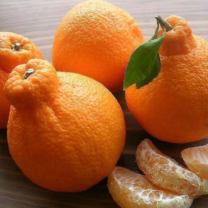 bibit jeruk dekopon.