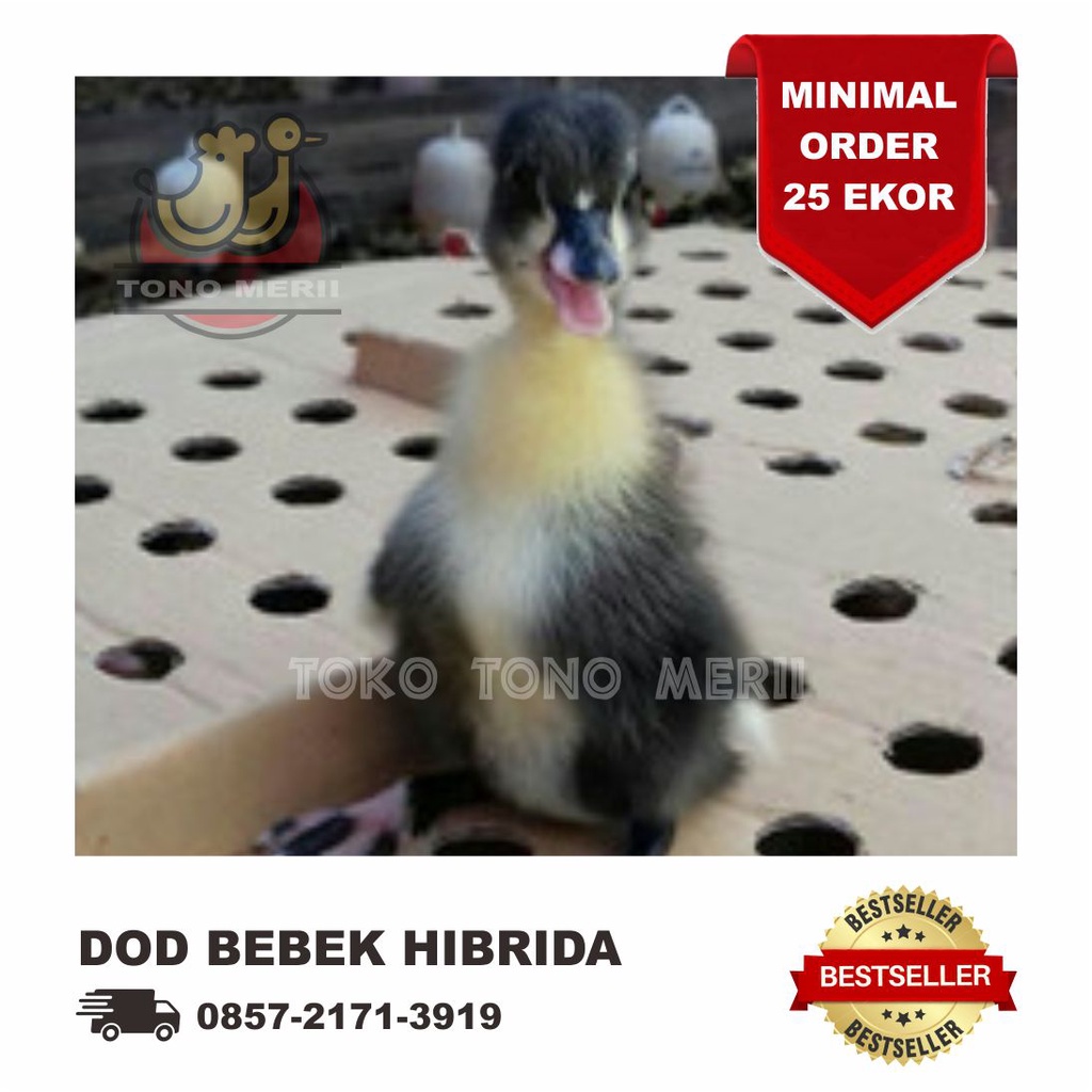 DOD Anak Bebek Hibrida - Isi 25 Ekor