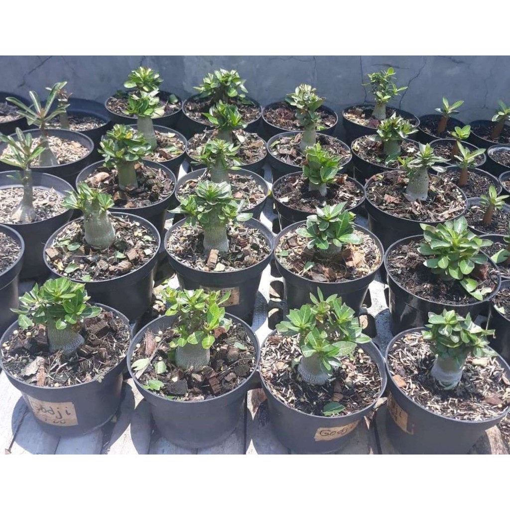 Адениум godji