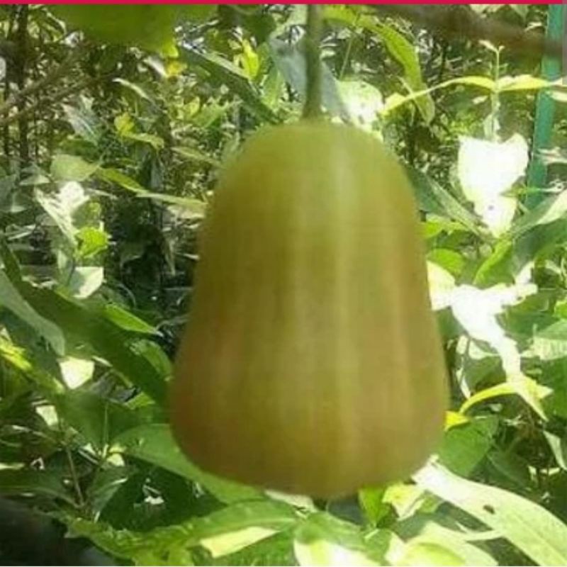 bibit jambu air madu deli super jumbo