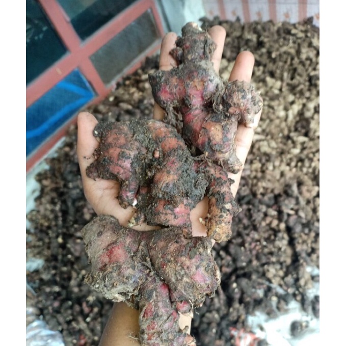 

Jahe Merah 1kg