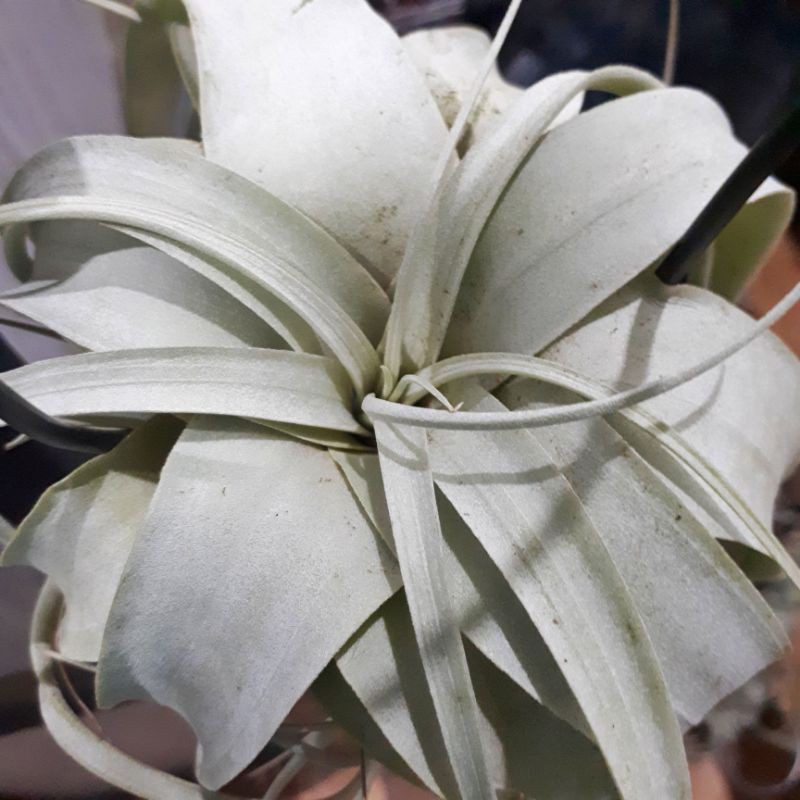 Tillandsia xerographica