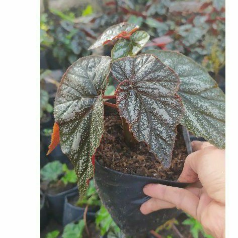 Begonia Bercak Silver Shopee Indonesia