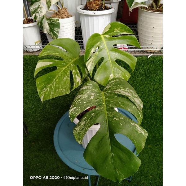 Monstera deliciosa variegata mature