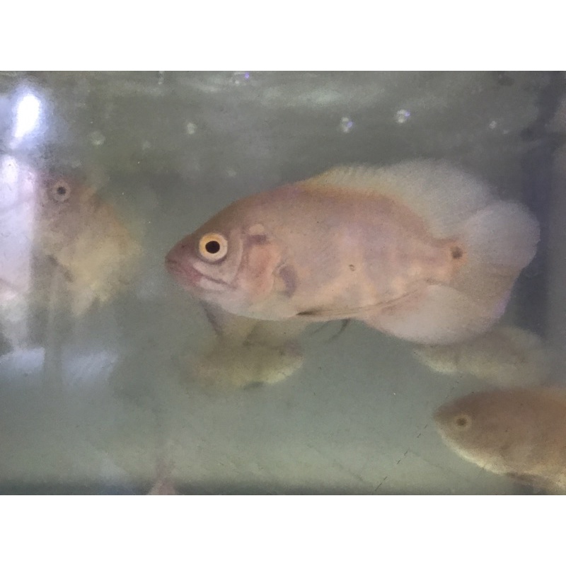 ikan hias oscar albino size -/+ 7cm