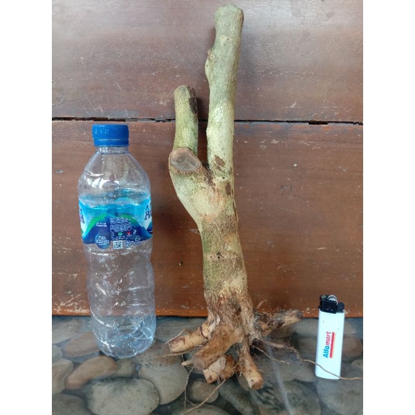 Bahan bonsai lantana /termbelekan bunga ungu subur berkarakter.