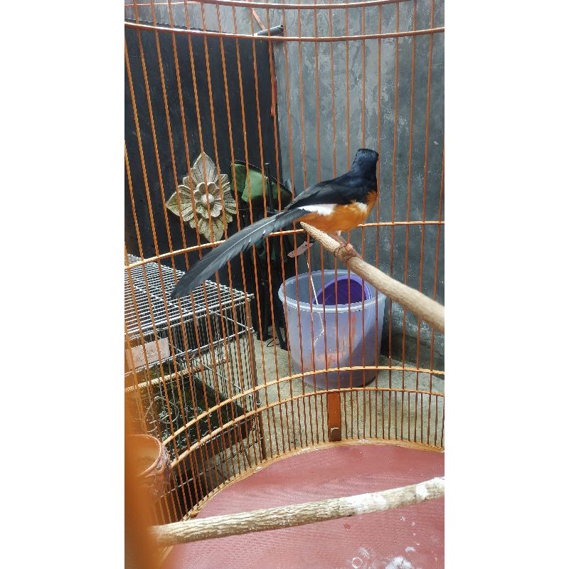 Murai Batu Medan F4 Ekor Lengkung Gaya Macul Nyangkul Shopee Indonesia