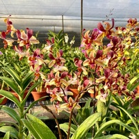 dendrobium tommy besar