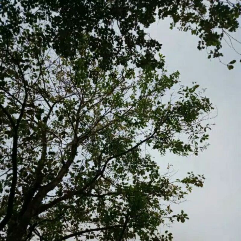 1kg benalu juwet segar