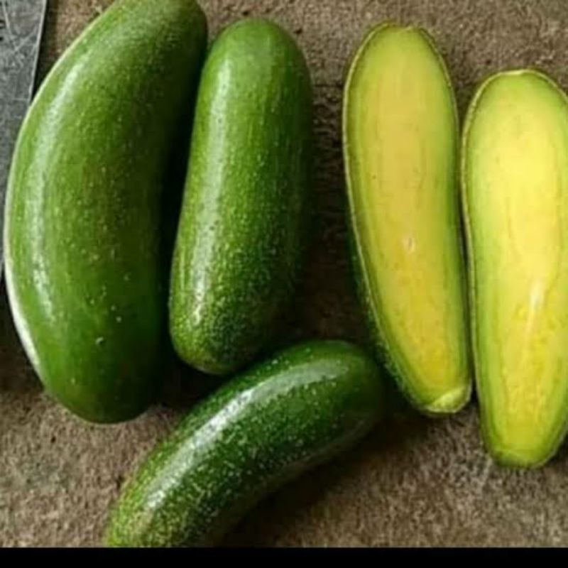 Alpukat Non Biji Filhipin | Bibit Alpukat import (Original non biji)