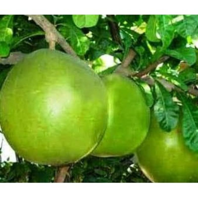 

Buah Berenuk . Buah maja segar