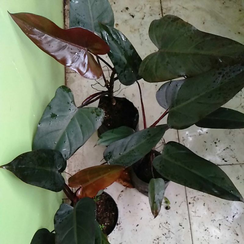 tanaman hias philodendron black majesty