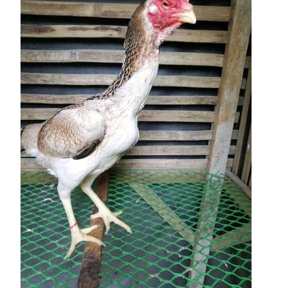 

Serba Murah GITP0 telur fertil ayam oshamo 80 Best Terlaris