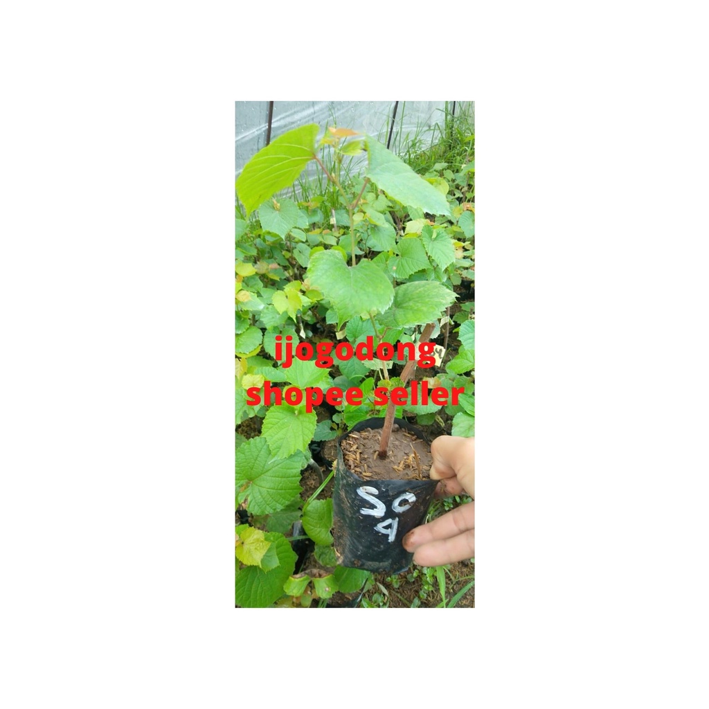 Promo Bibit tanaman anggur rootstock import SO4