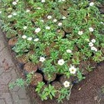 Tanaman Hias Bunga Turnera