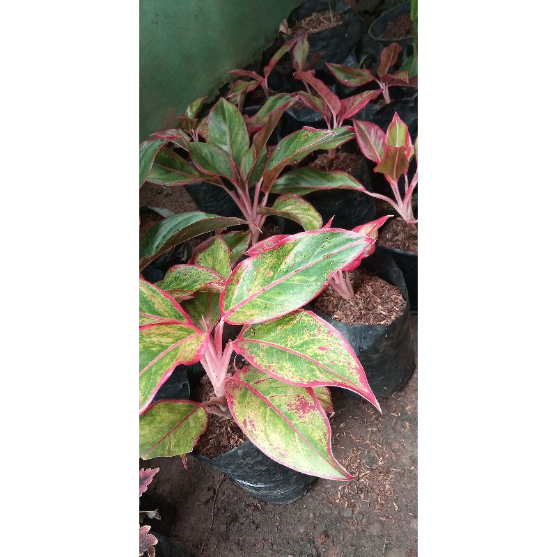 aglonema Lipstik merah