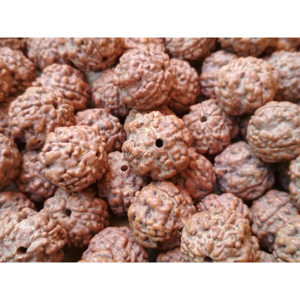 Jenitri Nepal Mukhi 4 17mm Ukuran Besar Manik Manik Gelang  Rudraksha Genitri Kualitas Ekspor
