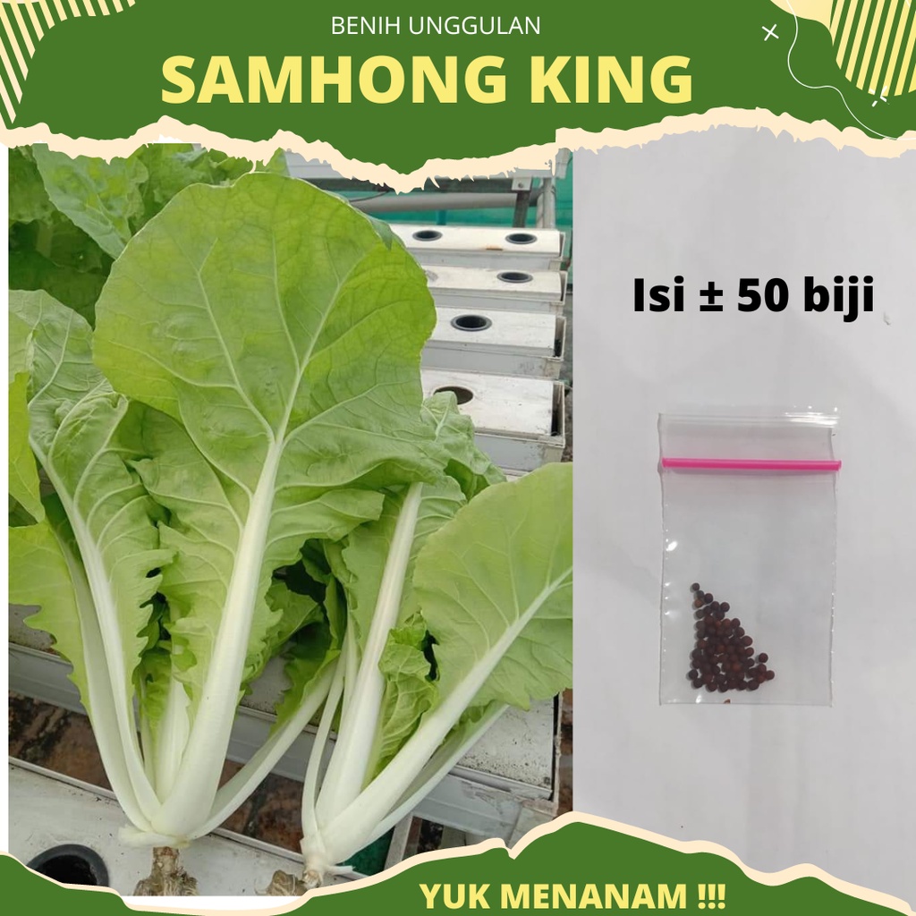 50 biji - Benih Sawi Samhong king kualitas baik