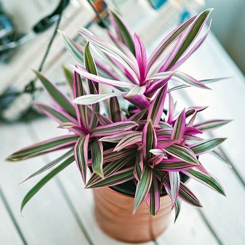 Tradescantia Purple 'Adam Hawa Variegata' / Tanaman Hias Adam Hawa