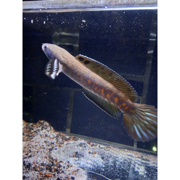 B. pulcra 8 9cm singel