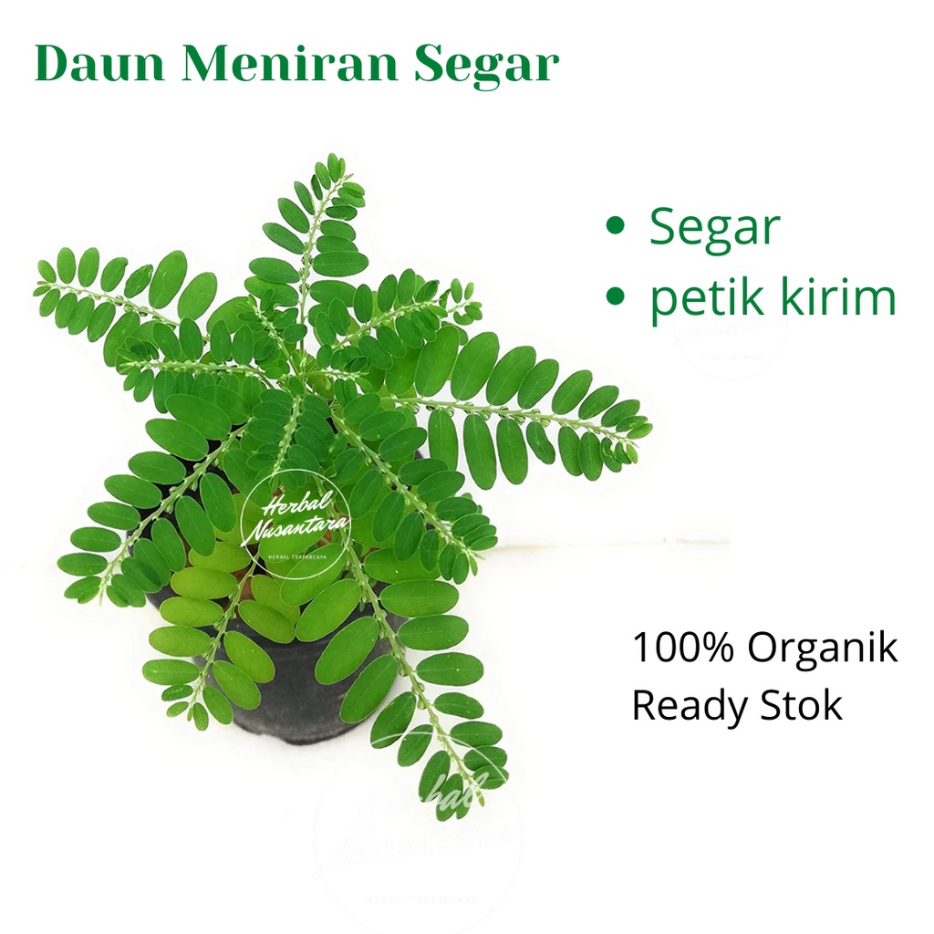 

Daun meniran segar 100gr - herbal alami masih fresh