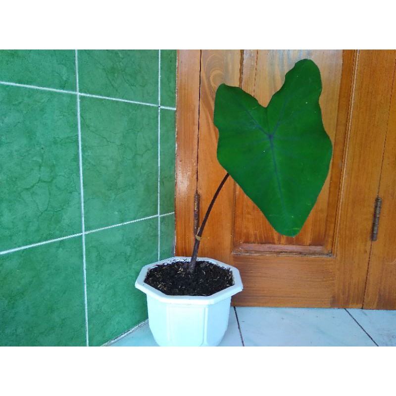 Tanaman Hias Keladi Batang Hitam