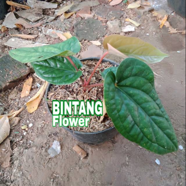 Tanaman hias Anthurium Sirih Rumpun ( Sirih Thailand )