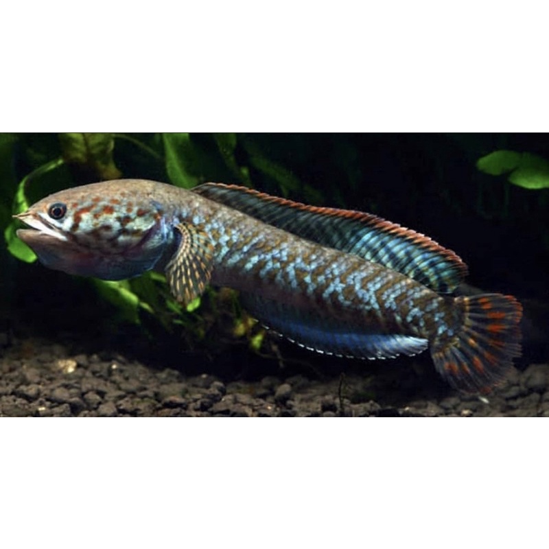 Chana Bleheri calon Gondrong 2-5