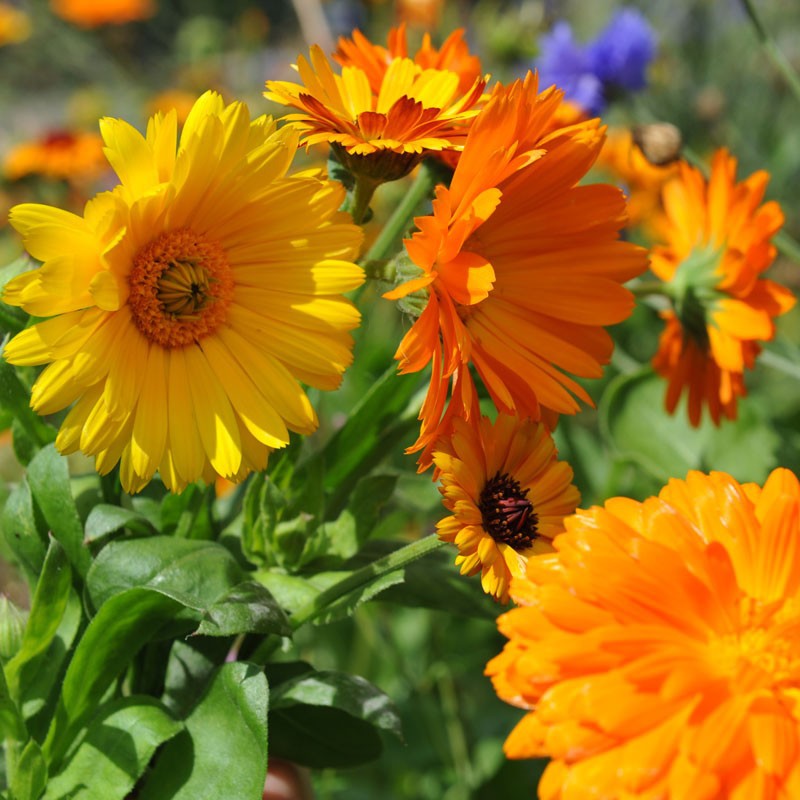 Benih Bibit Biji - Bunga English Marigold (Calendula officinalis) Flower Seeds - IMPORT