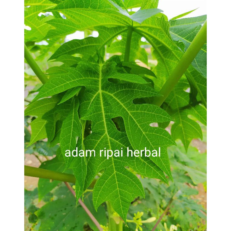 

daun pepaya muda herbal