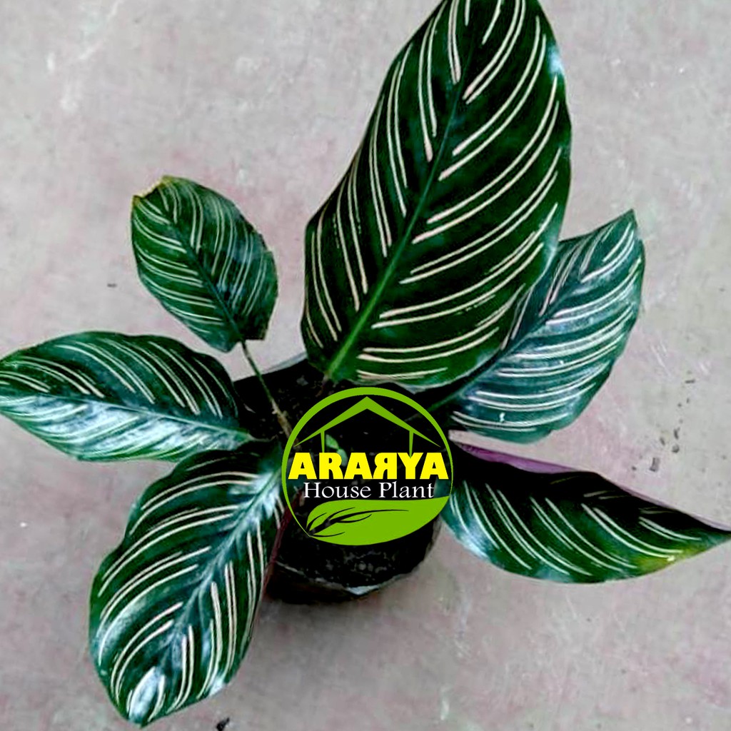 Calatea Ornata / Calatea Batik / Calathea Ornata / Calathea Sanderiana / Calathea Ornata Batik